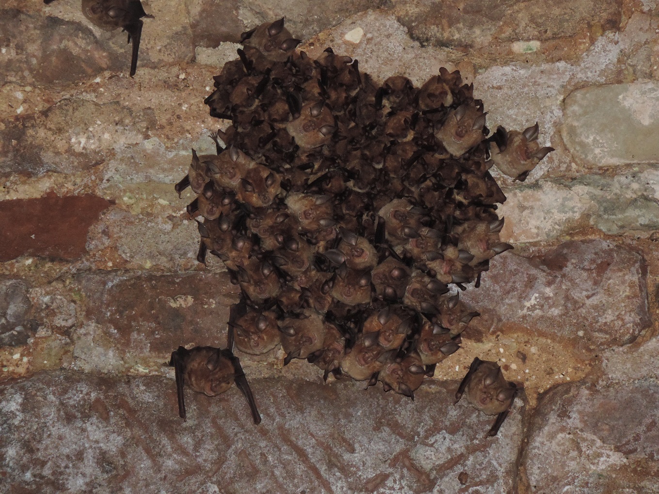 Grands rhinolophes et murins à oreilles échancrées